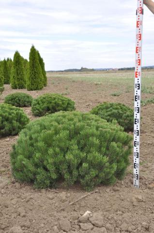 Pinus mugo ssp. pumilio